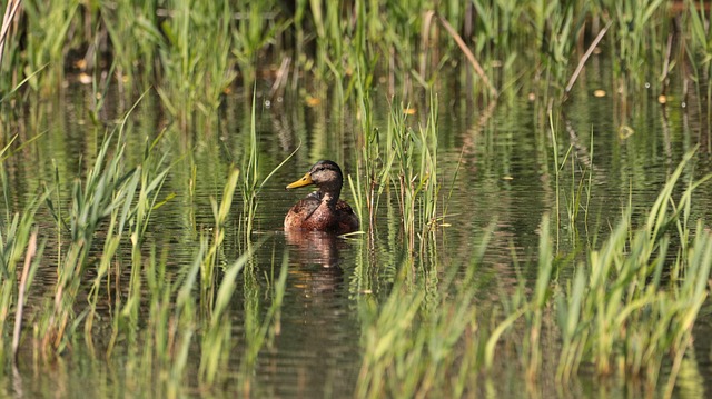 What is Six Sigma Quality?