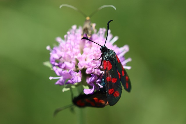 Six Sigma Explained Simply