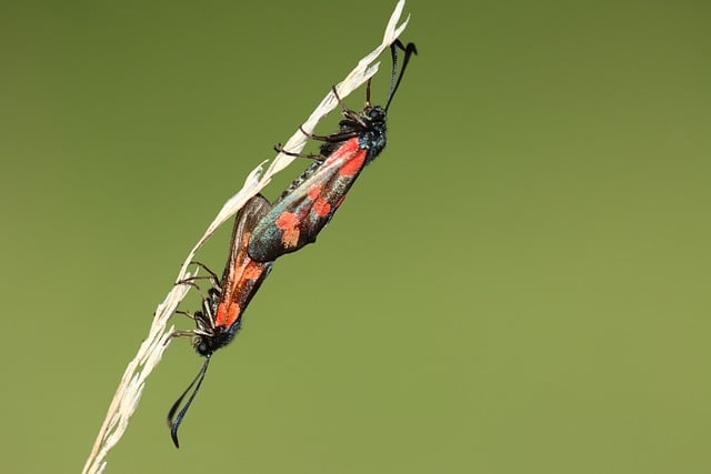 What is Six Sigma Quality?