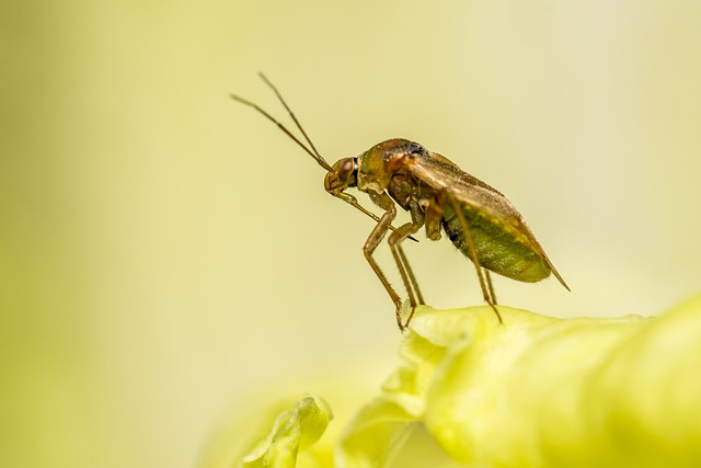 Free Six Sigma Yellow Belt Study Guide