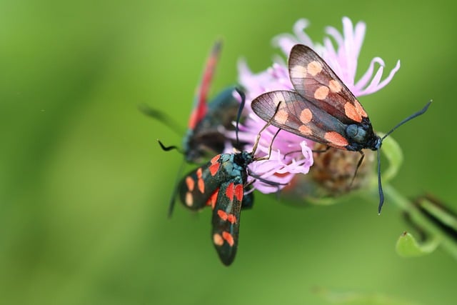 History of Six Sigma