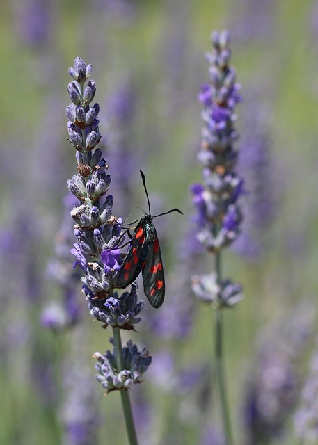 What is Six Sigma Quality?