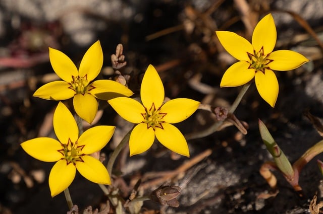 Practice Six Sigma Yellow Belt Test Online