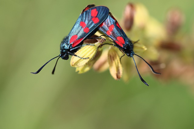 How to Implement Six Sigma