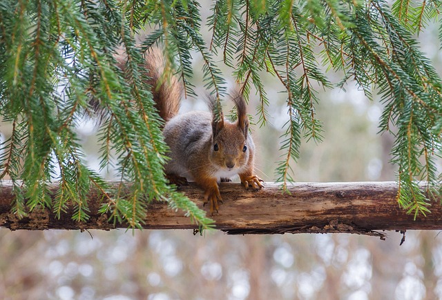 Six Sigma Industry Applications