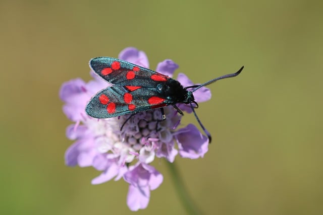 Six Sigma Yellow Belt Course with Test