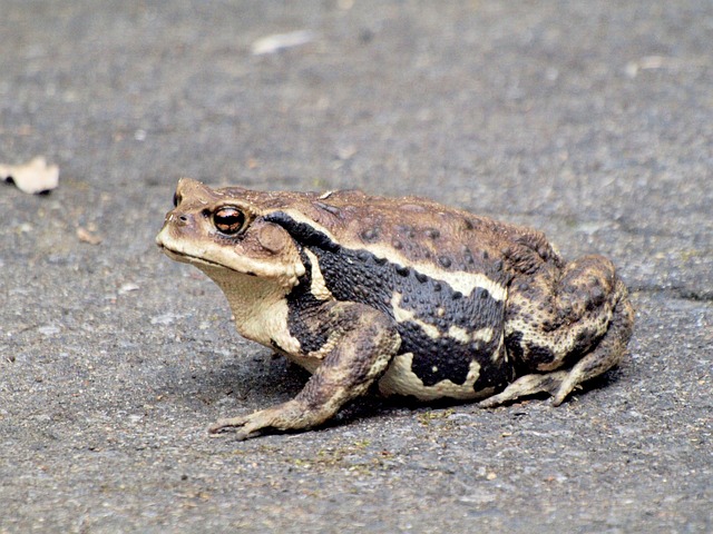 How to Implement Six Sigma