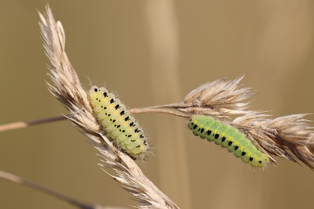 Six Sigma Explained Simply