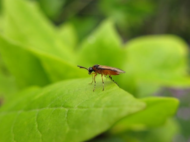 Six Sigma Green Belt Certification