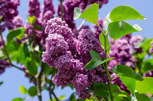 Six Sigma Explained Simply