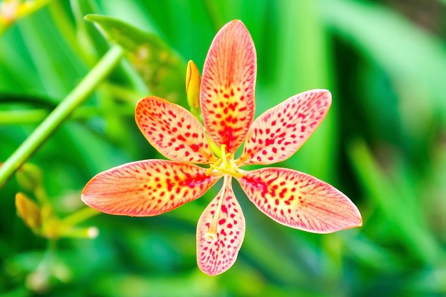 Six Sigma Green Belt Certification