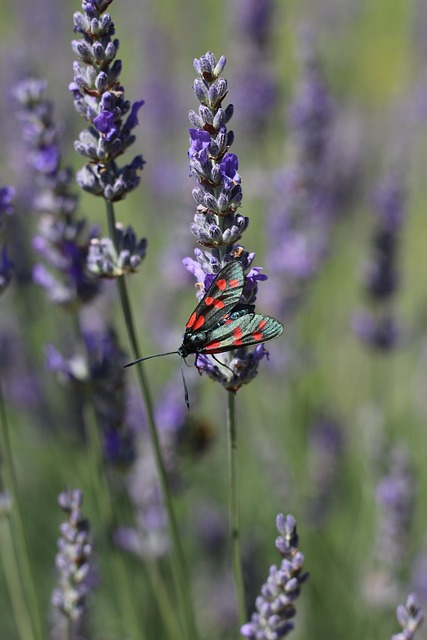 Unleash Startup Growth with Top Six Sigma Benefits