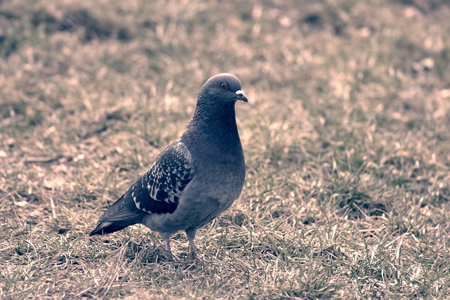 How to Implement Six Sigma